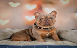 French Bulldog dogs for sale: Max - Image 15