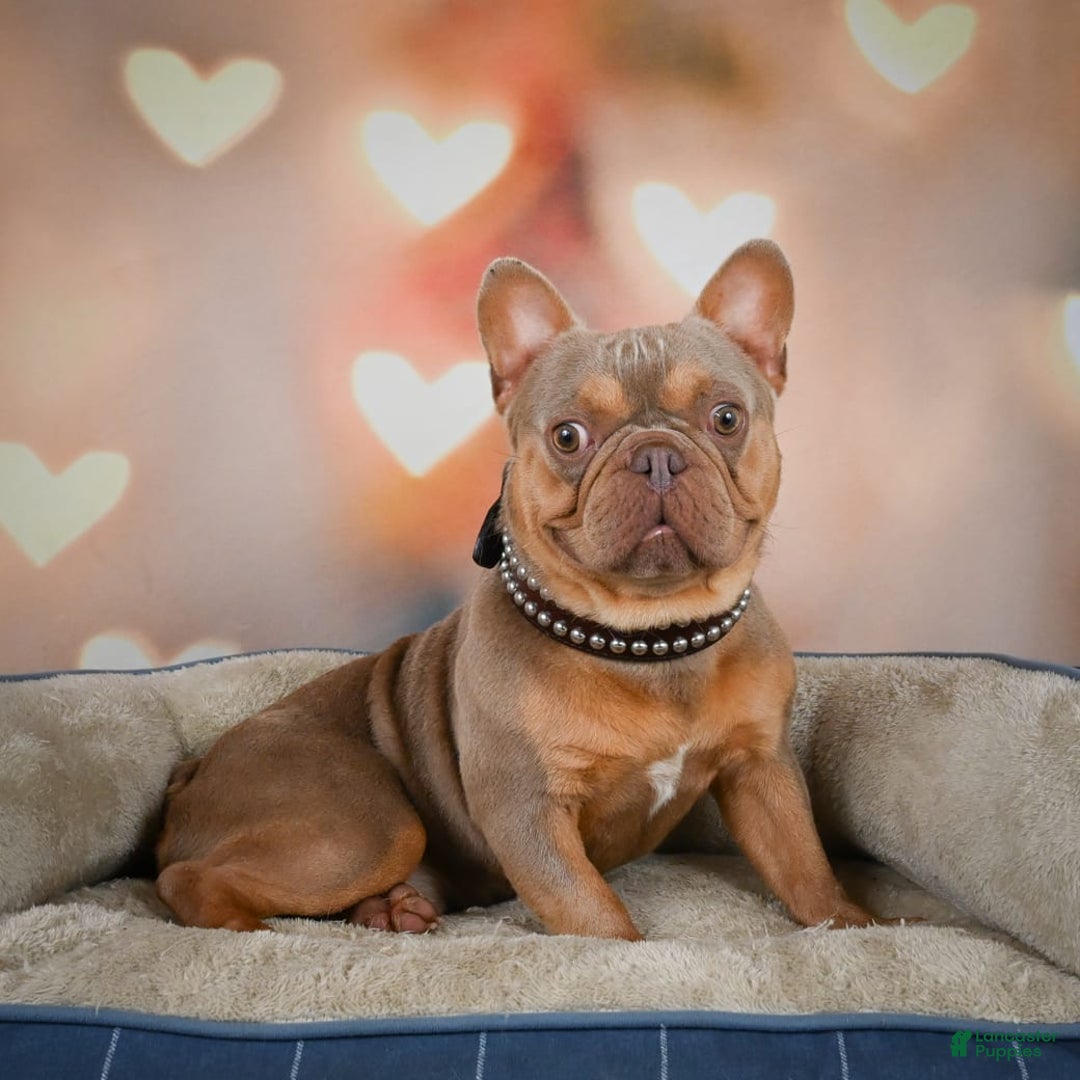 French Bulldog dogs for sale: Max - Image 15