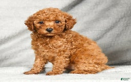 Miniature Poodle dogs for sale: Darla - Image 6