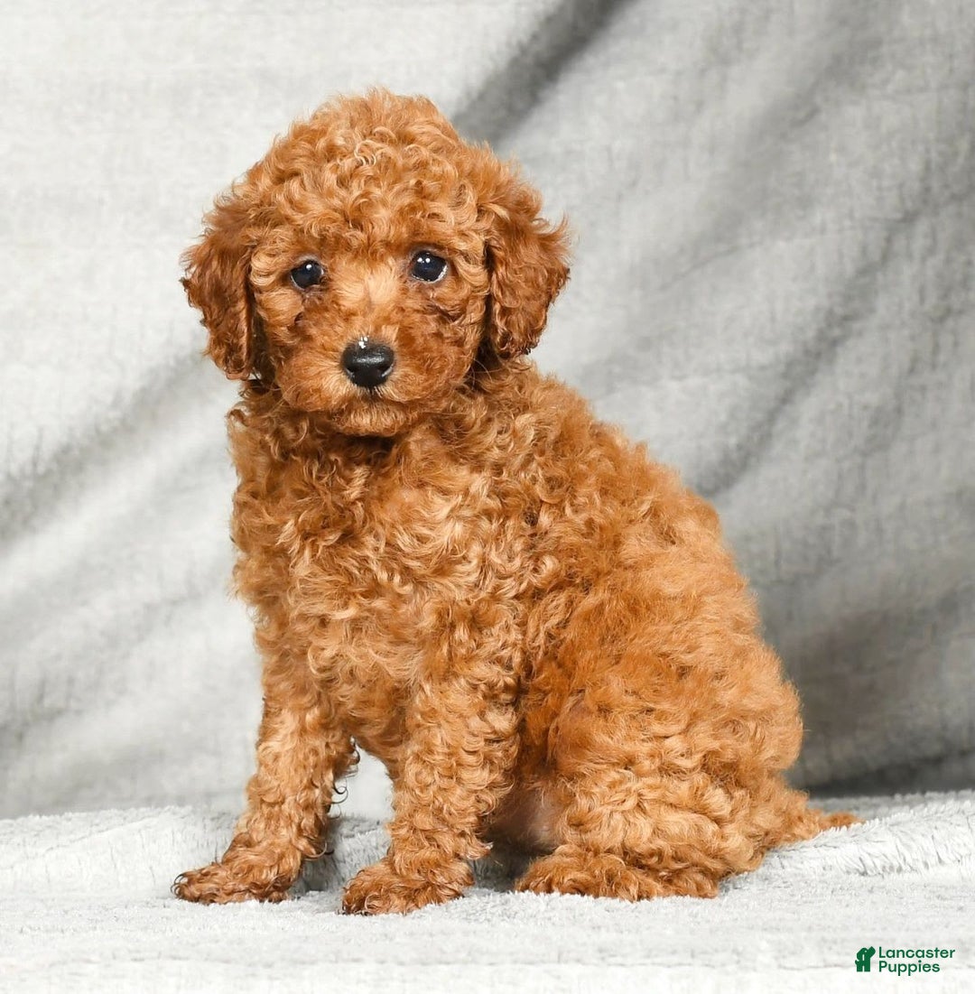 Miniature Poodle dogs for sale: Darla - Image 6