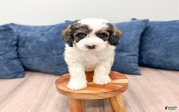 Mini Bernedoodle dogs for sale: Chase - Image 3