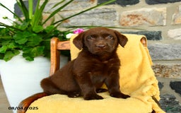 Labrador Retriever dogs for sale: Labrador Retriever 4 puppies - Image 9