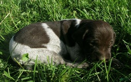 German Shorthaired Pointer dogs for sale: Marla - Image 4
