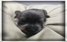 Miniature Schnauzer dogs for sale: Quill - Image 1