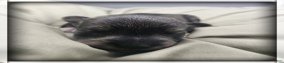 Quill