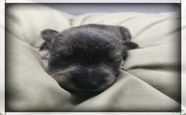 Miniature Schnauzer dogs for sale - Ad 5