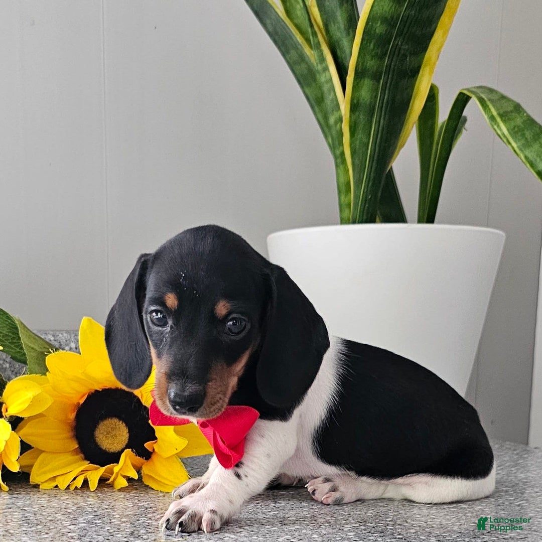 Dachshund dogs for sale: Lil Peanut - Image 41