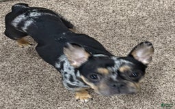 French Bulldog dogs for sale: Smokey - Image 13
