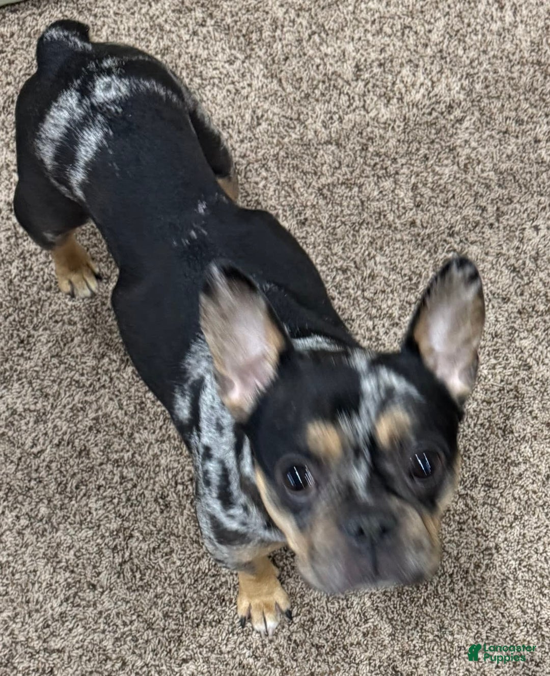 French Bulldog dogs for sale: Smokey - Image 13