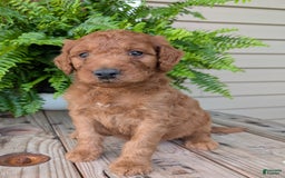 Goldendoodle dogs for sale: Dash - Image 29