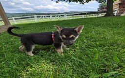 German Shepherd dogs for sale: Shania - Image 3