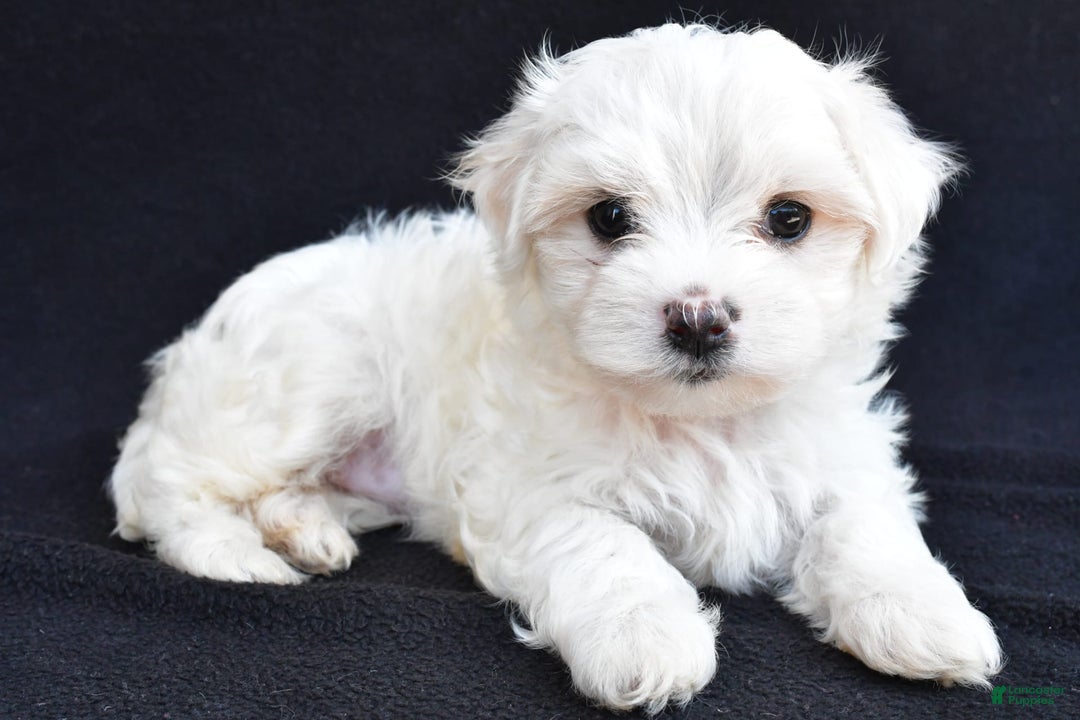 Maltese dogs for sale: River - Image 5