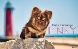 French Bulldog dogs for sale: Birkin - Image 14