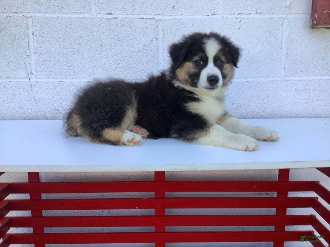 Australian Shepherd dogs for sale: Benji - Image 1