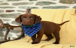 Labrador Retriever dogs for sale: Caramel - Image 5