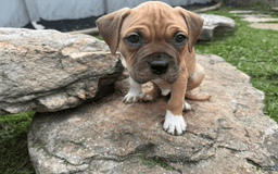 American Pit Bull Terrier dogs for sale: Spice - Image 23