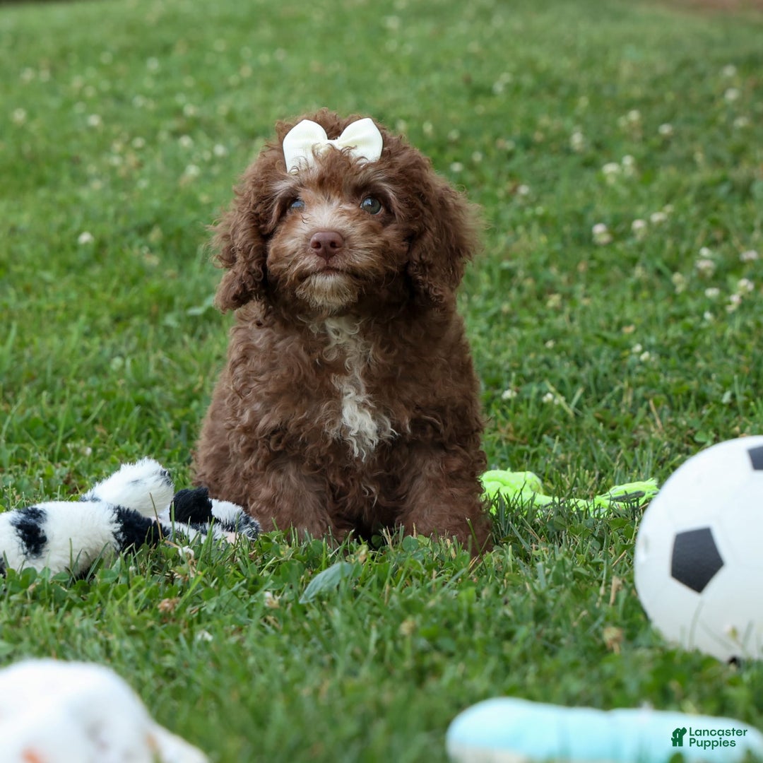 Cockapoo dogs for sale: Bailey - Image 11