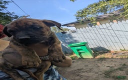 Cane Corso dogs for sale: Bruno - Image 1