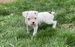 Boxer dogs for sale: Cash - Image 6