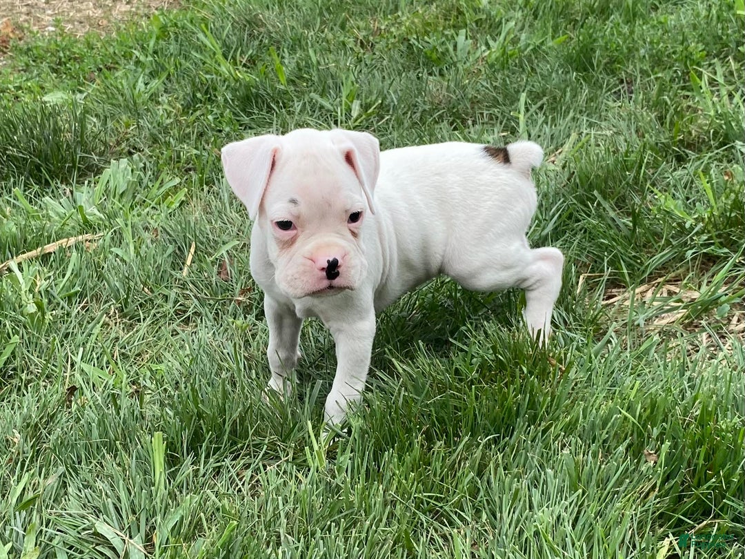 Boxer dogs for sale: Cash - Image 6