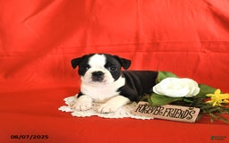 Boston Terrier dogs for sale: Lincoln - Image 3