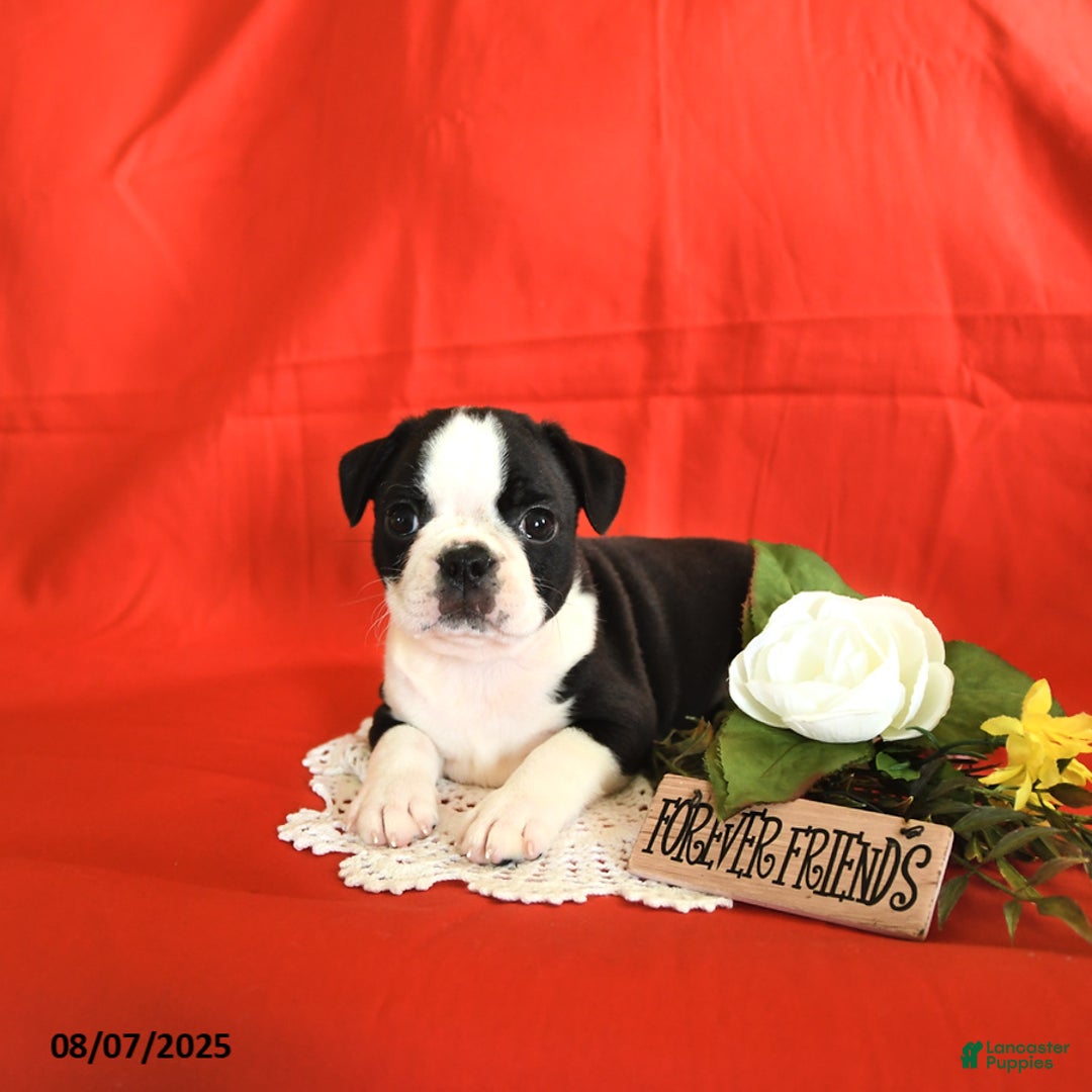 Boston Terrier dogs for sale: Lincoln - Image 3