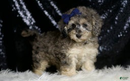 Miniature Poodle dogs for sale: Mikasa - Image 7