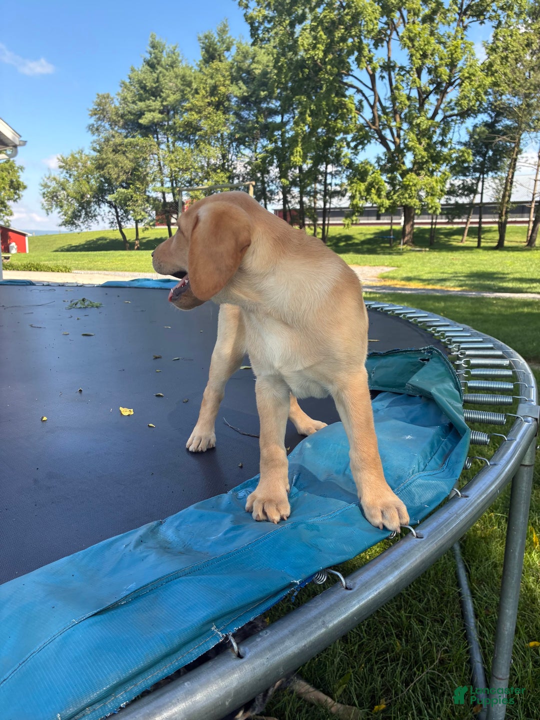 Labrador Retriever dogs for sale: Snickers - Image 2