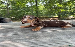 Miniature Dachshund dogs for sale: Duchess - Image 3