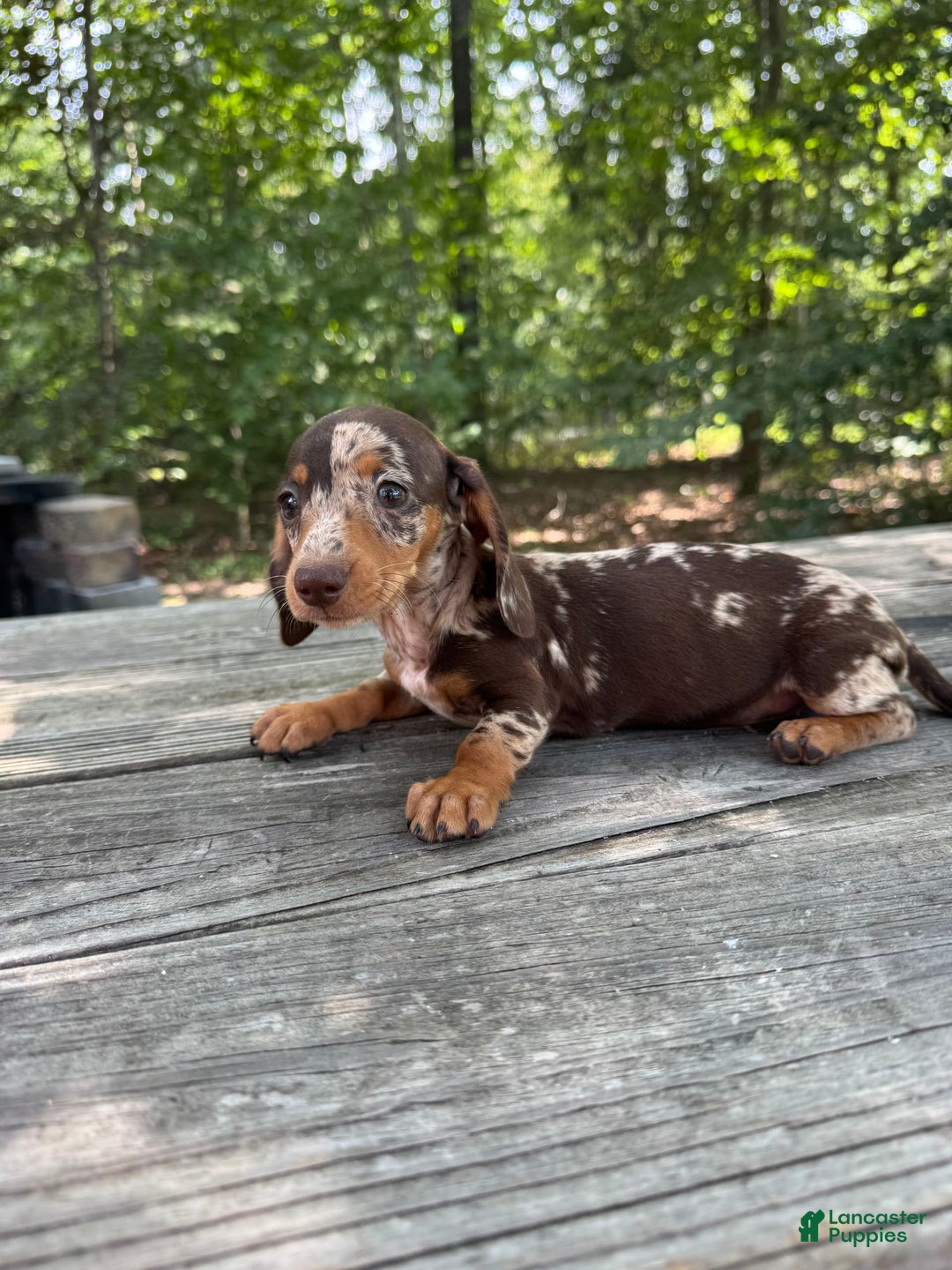 Miniature Dachshund dogs for sale: Duchess - Image 3