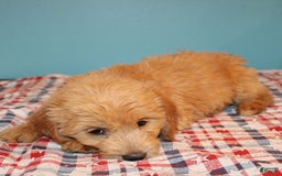  dogs for sale: Mini Goldendoodle 5 puppies - Image 13