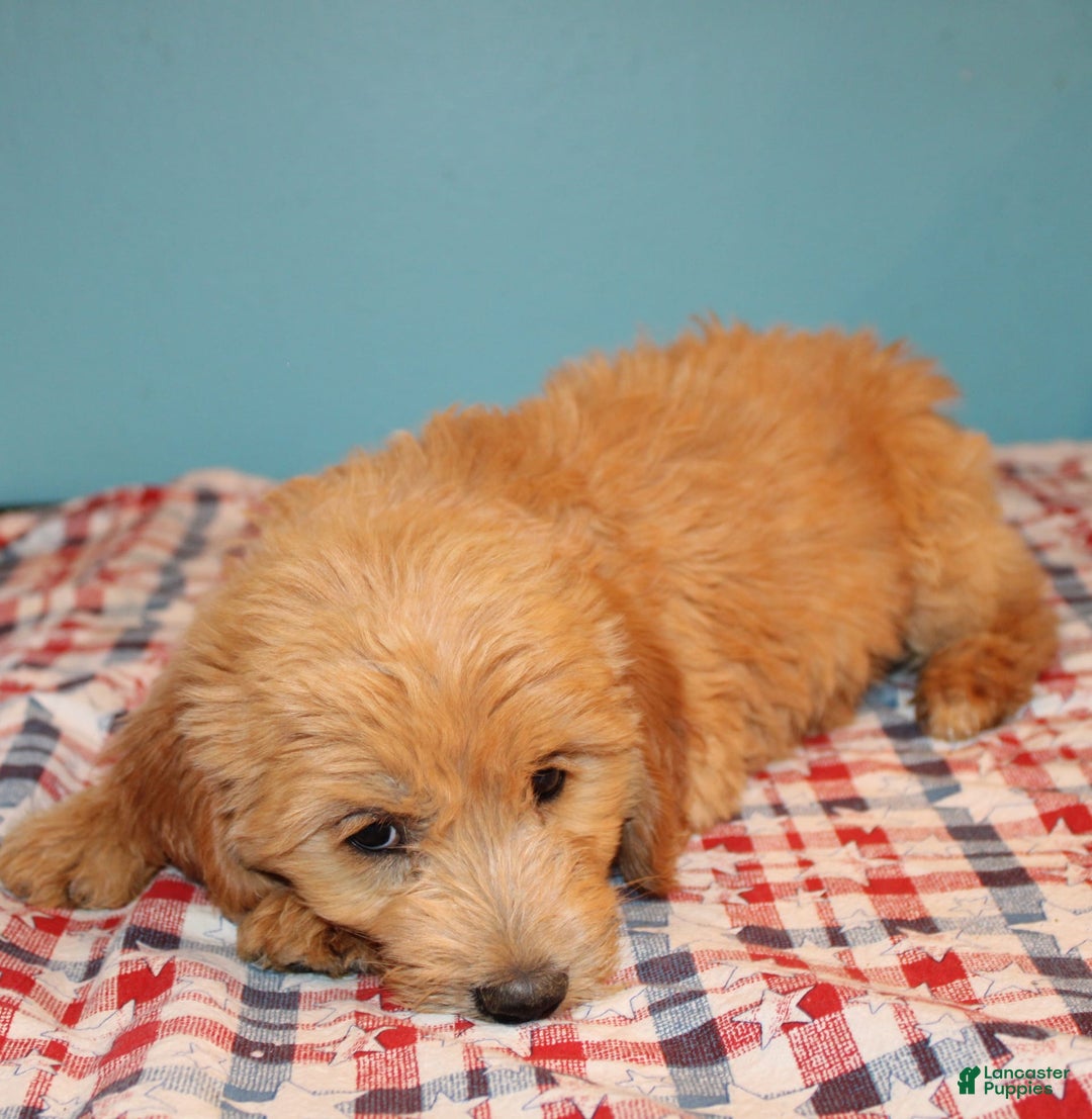 dogs for sale: Mini Goldendoodle 5 puppies - Image 13