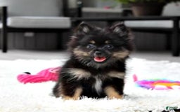 Pomeranian dogs for sale: Lola - Image 6