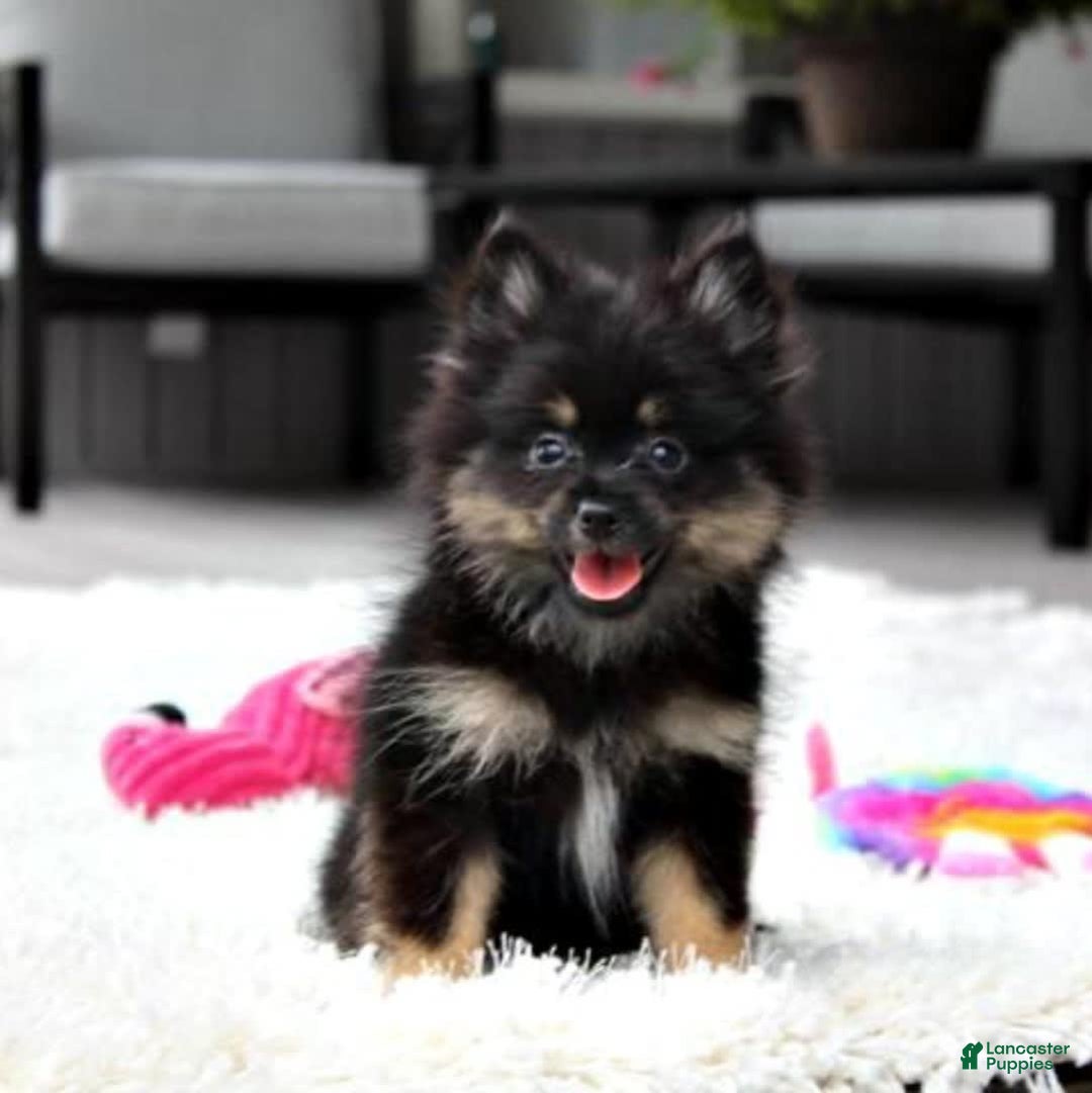 Pomeranian dogs for sale: Lola - Image 6