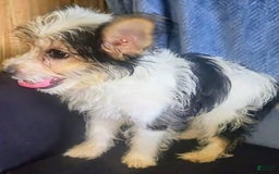 Yorkiepoo dogs for sale: Shirley - Image 1