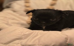 Chihuahua dogs for sale: Midnight - Image 2