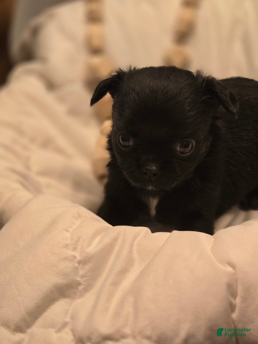 Chihuahua dogs for sale: Midnight - Image 2
