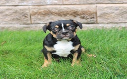 Frenchton dogs for sale: Dreamer - Image 1