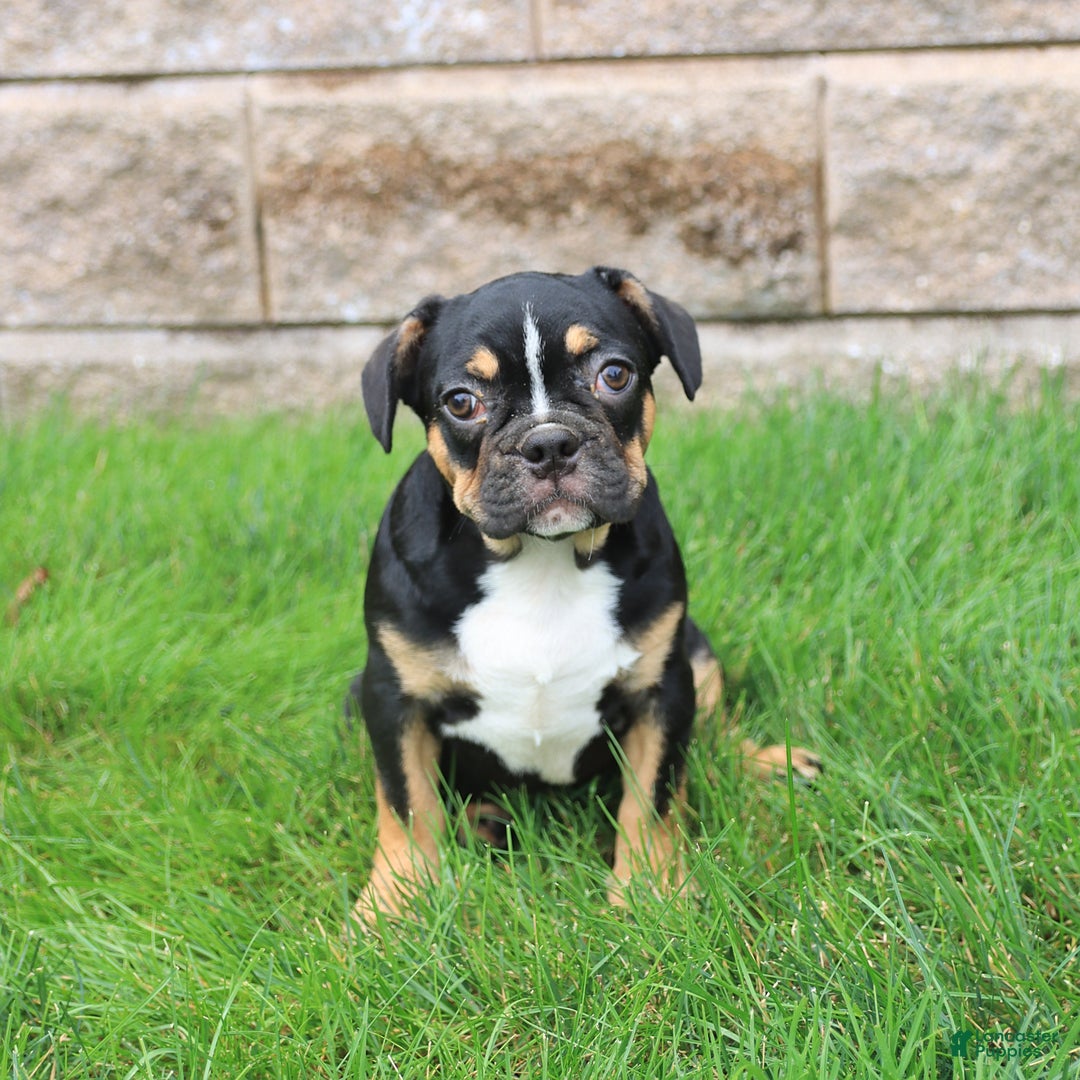 Frenchton dogs for sale: Dreamer - Image 1