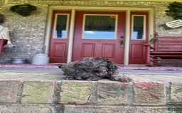 Cavapoo dogs for sale: Rocky - Image 6