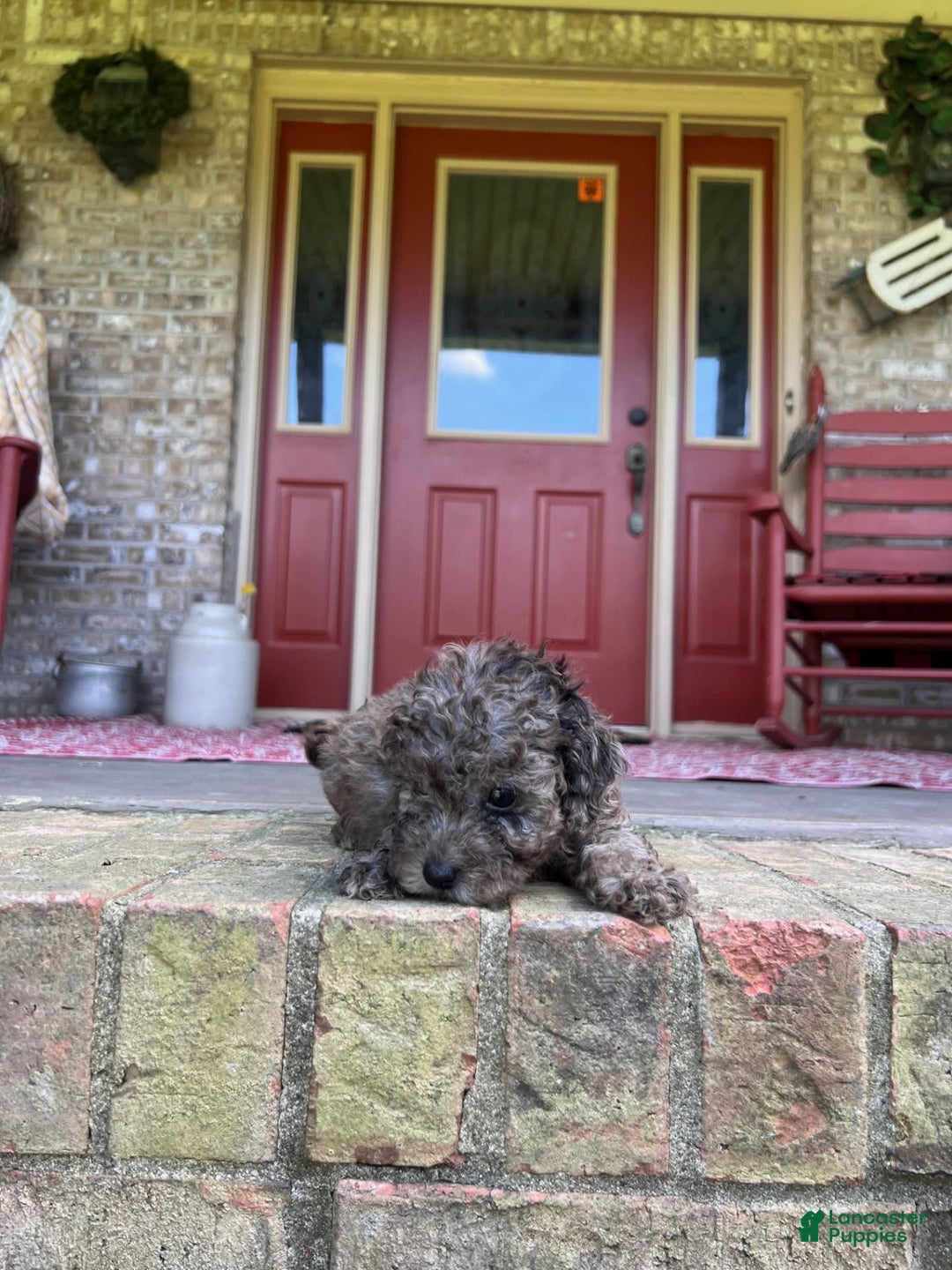 Cavapoo dogs for sale: Rocky - Image 6