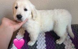 Golden Retriever dogs for sale: Lady - Image 1