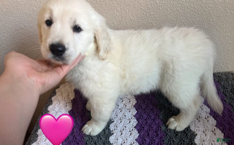 Golden Retriever dogs for sale - Ad 2