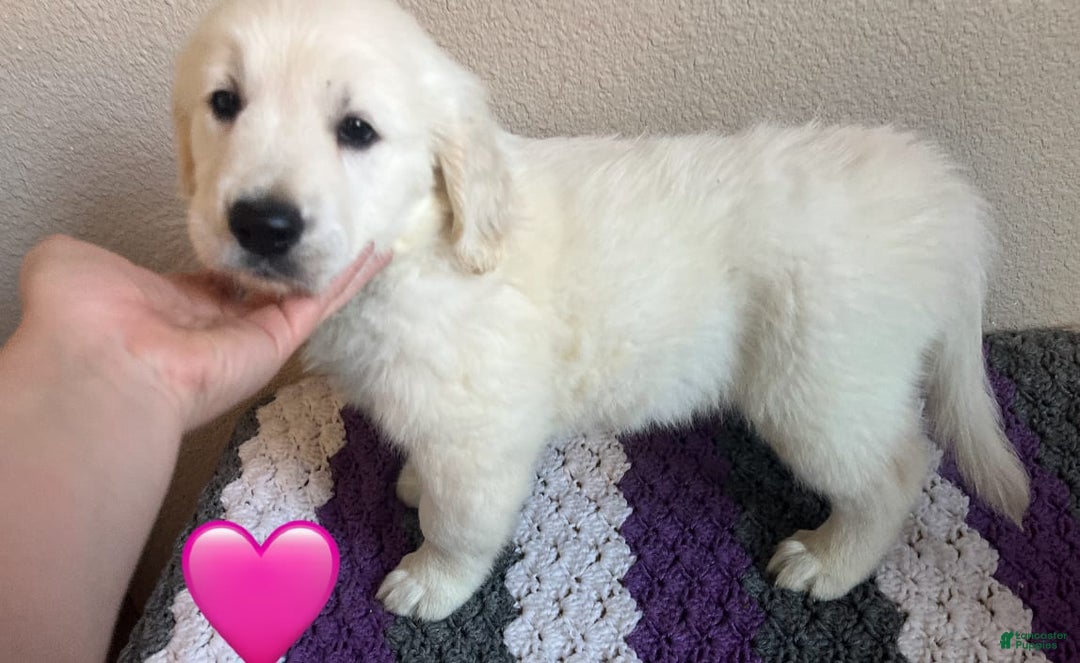 Golden Retriever dogs for sale: Lady - Image 1