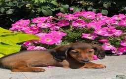 Dachshund dogs for sale: Dahlia - Image 2