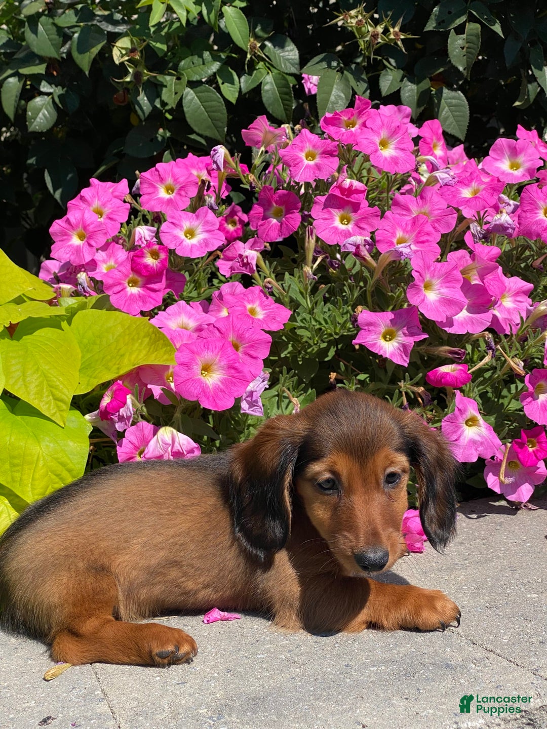 Dachshund dogs for sale: Dahlia - Image 2