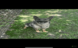 German Shepherd dogs for sale: Allure - Image 2