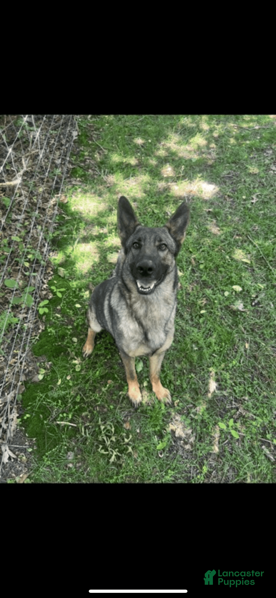 German Shepherd dogs for sale: Allure - Image 2