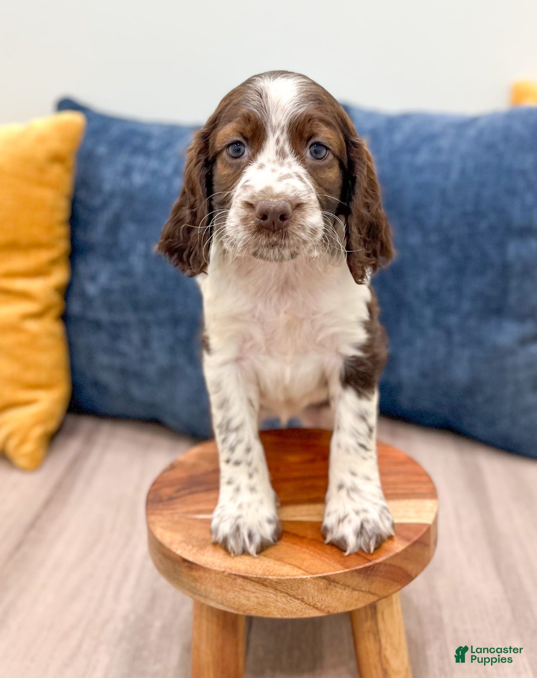 English Springer Spaniel dogs for sale: Lella - Image 1