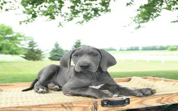 Great Dane dogs for sale: Lenore - Image 5